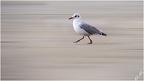 Mouette au pas militaire