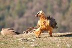 gypaète barbu