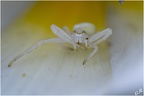 Gymnastique arachnéenne