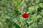 bourdon et coquelicot