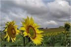 Tournesols et nuages