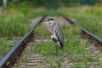 Waitin on a train