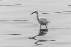 Aigrette dans la lumière du soir