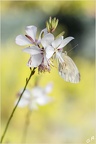 Papillon sur Gaura