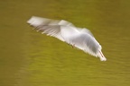 mouette rieuse