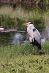 heron