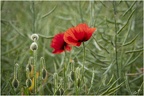 Coquelicots froissés