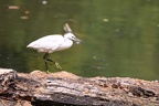 aigrette grouchy