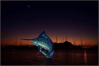 Blue marlin