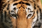 the eye of the tiger