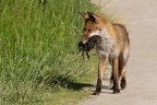 et un rat de moins!
