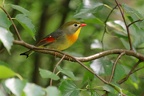 leiothrix jaune