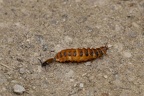 accouplement assez rare de drilus flavescens  ...le mâle est il à gauche ou à droite?