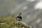 lagopède alpin