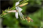 Abeille en vol d'approche