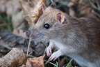 rat'atouille