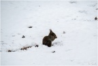 Ecureuil  et neige