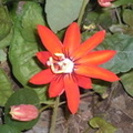 fleur orange.JPG