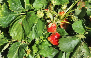 fraises2