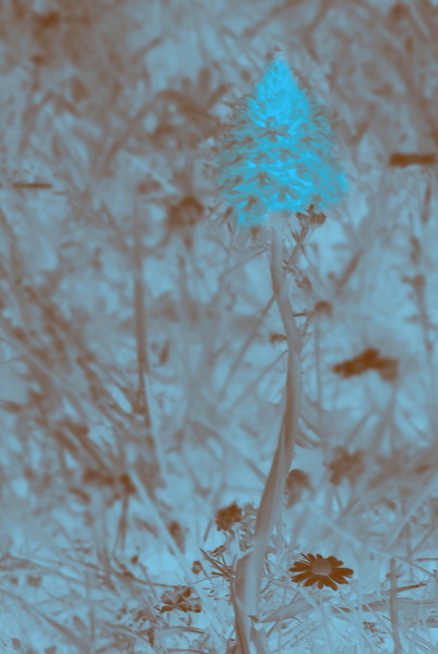 Fleur bleue.JPG