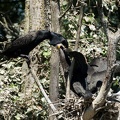 nourrissage cormorans